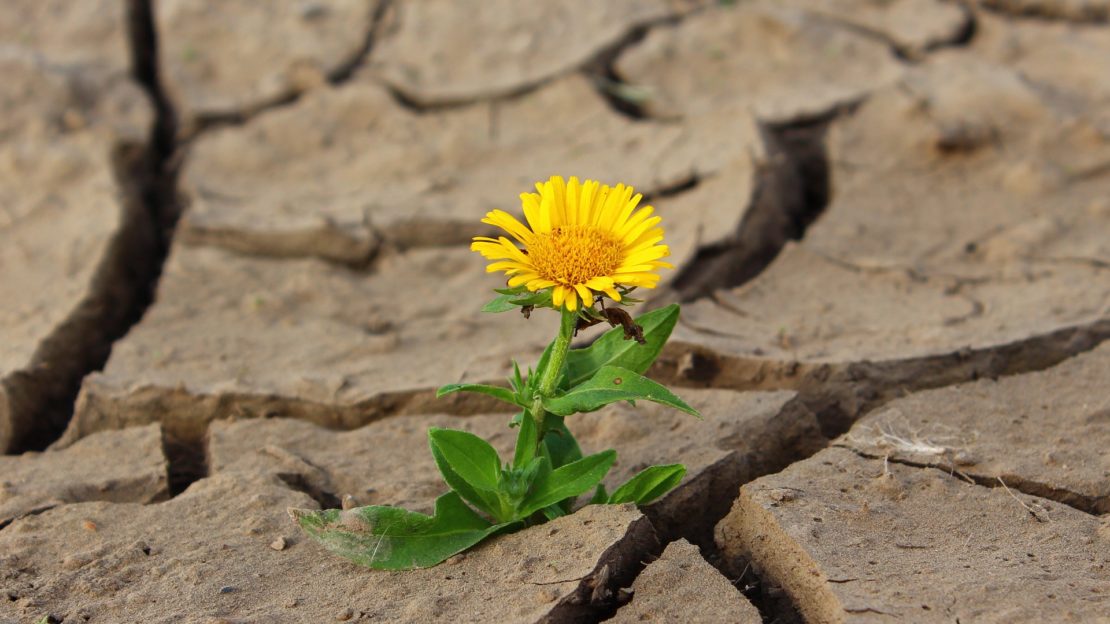 Nice flower is rising from very dry landscape