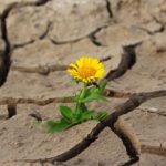 Nice flower is rising from very dry landscape