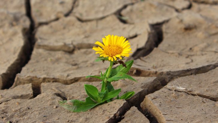 Nice flower is rising from very dry landscape